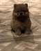 Adorables chiots chow-chow à vendre - Annonce classée # 518258
