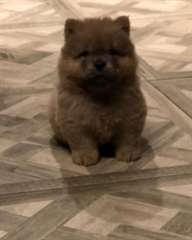 Adorables chiots chow-chow &#224; vendre