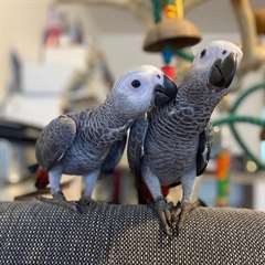 Perroquet gris d'Afrique
