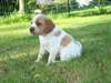 adorable chiot epagneul breton - photo 1
