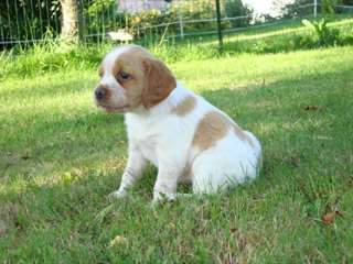 adorable chiot epagneul breton