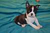 Superbes chiots Boston Terrier male et femelle - photo 2