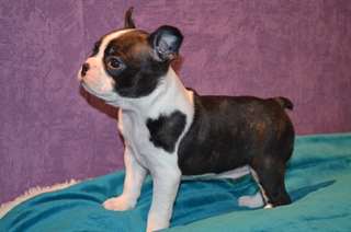 Superbes chiots Boston Terrier male et femelle