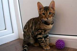 Magnifique chatons bengal A DONNER