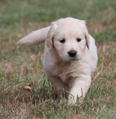 Chiots Golden Retriever male et femelle A DONNER