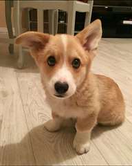 Magnifiques chiots corgis