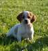 chiot epagneul breton - photo 1