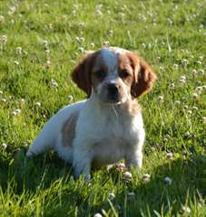 chiot epagneul breton