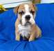 Chiots bouledogues anglaisu7 - photo 1