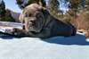 Chiots Dogue Napolitain - photo 1