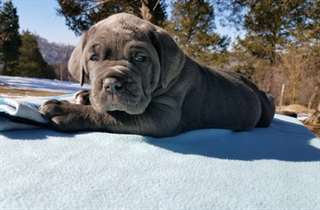 Chiots Dogue Napolitain
