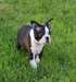Chiot mâle BOSTON TERRIER A DONNER - photo 1