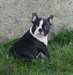 Chiot mâle BOSTON TERRIER A DONNER - photo 2