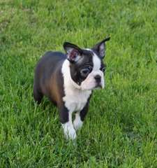 Chiot mâle BOSTON TERRIER A DONNER