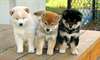 Magnifiques chiots Akita inu - photo 1