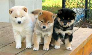 Magnifiques chiots Akita inu