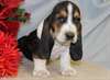 Chiots Basset Hound - photo 1