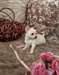 Chiots Chihuahua - photo 1