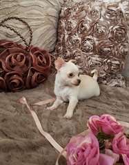 Chiots Chihuahua