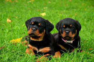 Chiots rottweiler mâle et femelle A DONNER