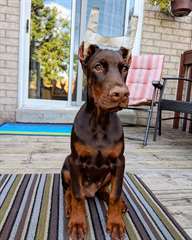 Magnifique Chiot Male dobermann