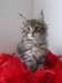 Adorable femelle maine coon A DONNER - photo 1