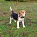 Adorable femelle beagle - photo 1
