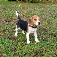 Adorable femelle beagle