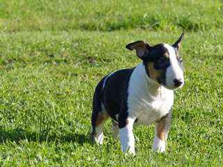 Chiot femelle bull terrier A DONNER
