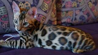 Chaton bengal femelle A DONNER