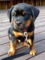 Chiot mâle rottweiler A DONNER