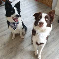Magnifique chiots border collie male et femelle