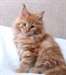 Chatons maine coon male et femelle - photo 2