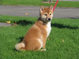 Chiot mâle shiba inu