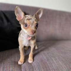 Adorable femelle chihuahua