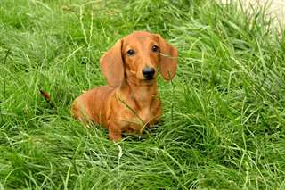 Chiot teckel male disponible pour adoption