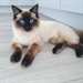 Magnifiques chatons Ragdoll A DONNER - photo 2