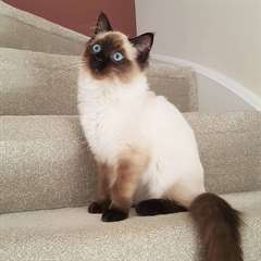 Magnifiques chatons Ragdoll A DONNER