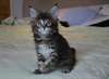 Chatons maine coon male et femelle - photo 2
