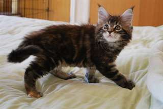 Chatons maine coon male et femelle