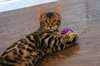 Magnifique chatons bengal A DONNER - photo 2