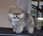 Magnifique femelle Spitz nain A DONNER - Annonce classée # 522274
