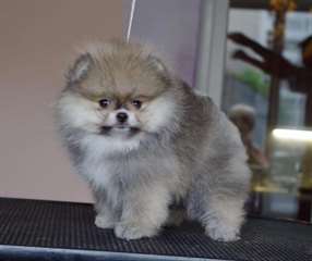 Magnifique femelle Spitz nain A DONNER