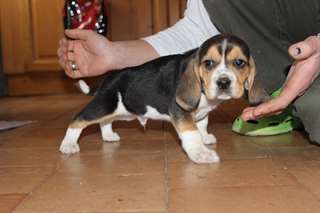 Chiots beagle male et femelle
