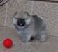 Magnifique femelle Spitz nain A DONNER - Annonce classée # 522336