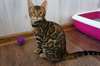 Magnifique chatons bengal A DONNER - photo 2