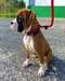 Superbe chiot Boxer mâle - photo 1