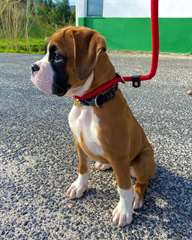 Superbe chiot Boxer mâle