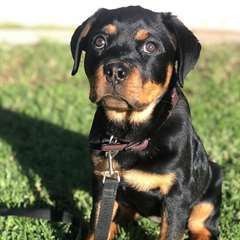 Adorable femelle rottweiler A DONNER