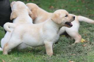 Chiots Labrador Male et femelle A DONNER